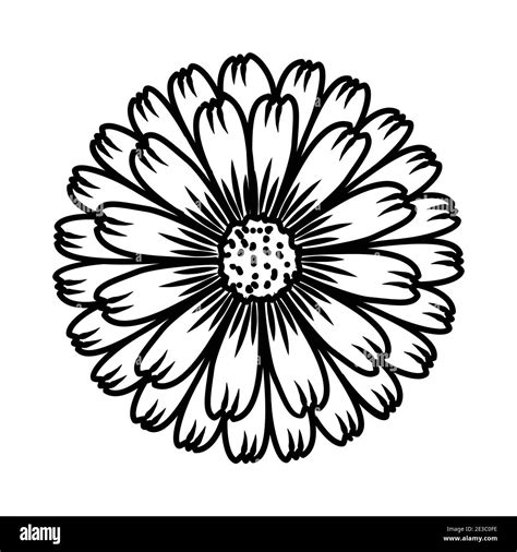 Genda Flower Clipart To Color