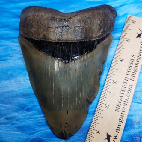 Distinctive 6-1/8 Inch Long Megalodon Shark Tooth · L1: 6.12 L2: 6.06 · MegaTeeth