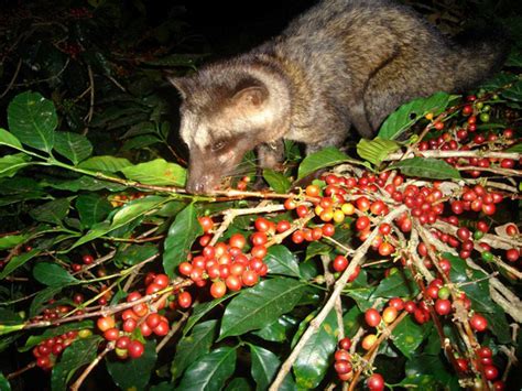 What is Kopi Luwak? — Kaya Kopi Luwak (Civet Cat Coffee)