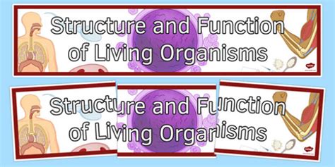 Structure and Function of Living Organisms Display Banner