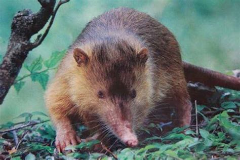 Almiqui (Solenodon cubanus) - barrameda.com.ar