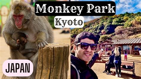 Arashiyama Monkey Park Kyoto Japan | Iwatayama - YouTube