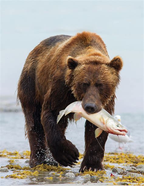 Encounters of the Grizzly Kind | Magazine Articles | WWF