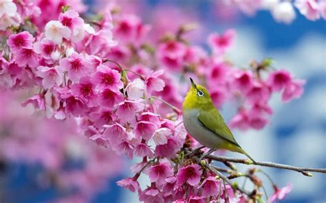 Most Beautiful Spring Wallpapers - Top Free Most Beautiful Spring Backgrounds - WallpaperAccess