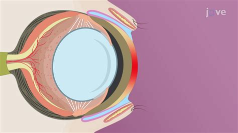 A Method to Induce Ocular Surface Inflammation in a Murine Model