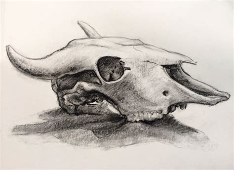 Animal Bones Drawings