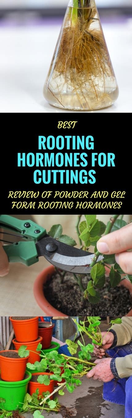 5 Best Rooting Hormone For Cuttings (2018 Reviews) | Garden Ambition