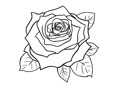 Rose Outline SVG, Flower Outline SVG, Rose Outline Clipart, Rose ...