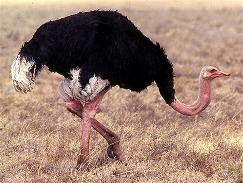 Ostrich - Animals Photos