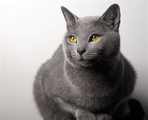 Chartreux Cat Breed Profile | Litter-Robot