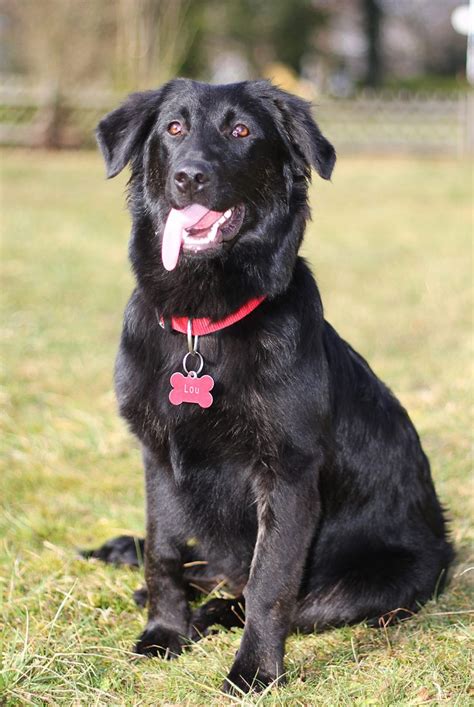 Border Collie Lab Mix - A Guide To The Energetic Borador Dog Breed