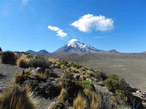 Learn more about the Andean cat–Wildlife Conservation Network