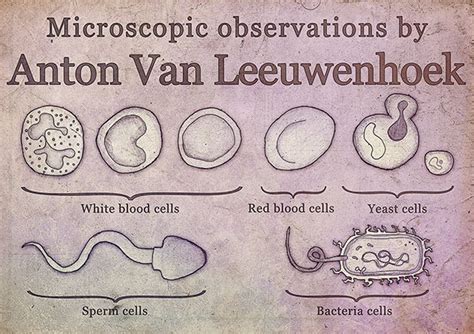 Microscopic observations by Anton Van Leeuwenhoek :: Behance