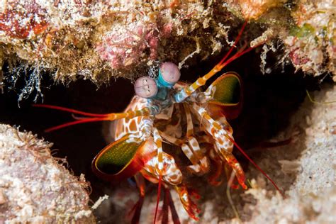 Crustacean Pictures: Shrimp, Crabs and More
