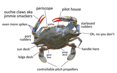 Anatomy Of A Crab