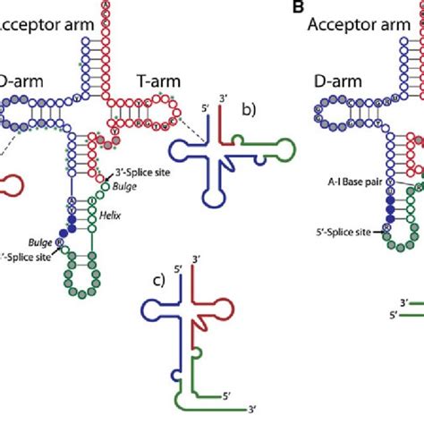 Enzymatic splicing of pre-tRNA. A Splicing of introns within pre-tRNA ...