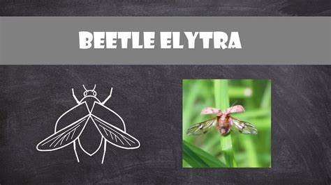 Beetle Elytra | Entomology - YouTube