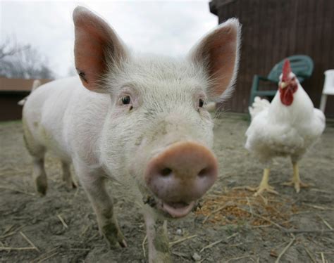 A new take on farm animals | The Columbian