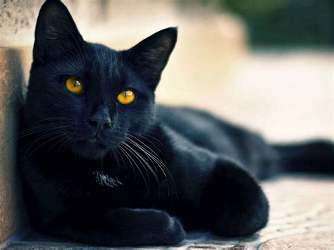 5 Black Cat Breeds: Which Black Cat Is Your Purrfect Match? | UK Pets