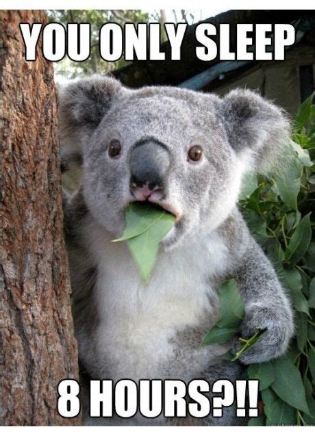 koala can't belive it !! | Koala meme, Bones funny, Koala bear