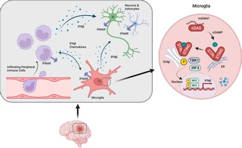 The role of STING signaling in central nervous system infection and ...