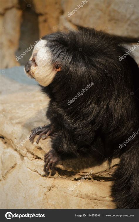 A Saki Monkey — Stock Photo © Trek13 #144878291