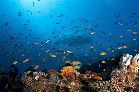 Coral Gardens & Its Inhabitants | Image: ScubaZoo | www.facebook.com/visitmaldives.officia ...