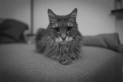 Cute cat on couch stock image. Image of catus, mammal - 102805955