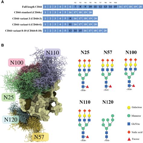 | CD44 gene and CD44s protein structure. (A) Schematic representation ...