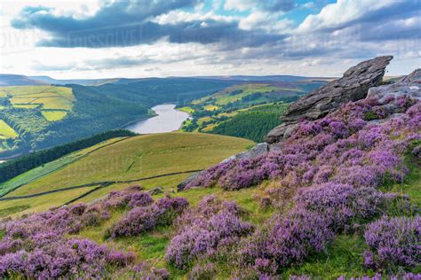 View of Ladybower Reservoir and flowering purple heather on Derwent ...