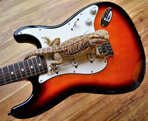 Best Bearded Dragon Toys and Activities You Should Try Today