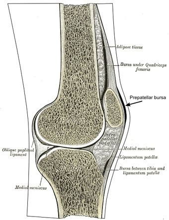 Knee bursae | Radiology Reference Article | Radiopaedia.org