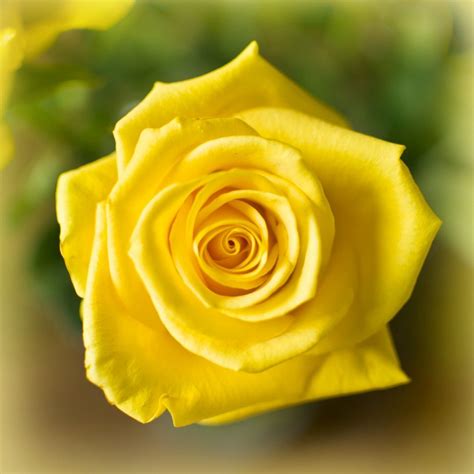 What do Rose Colours Mean? - View From The Front Porch | Yellow roses, Yellow rose flower ...