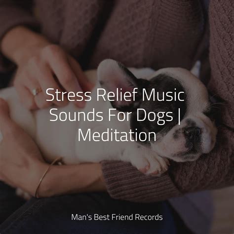 Lucid_Sleepy Dogs、Music for Calming Dogs、Relaxation Music For Dogs_高音质 ...