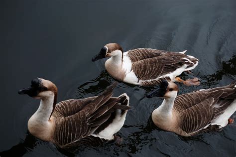 Brown African Geese for Sale- Buy Brown African Goslings