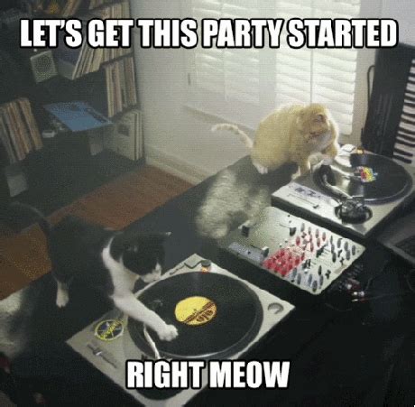 Dj Meow GIF - Find & Share on GIPHY