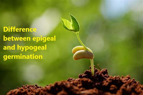 Difference between epigeal and hypogeal germination