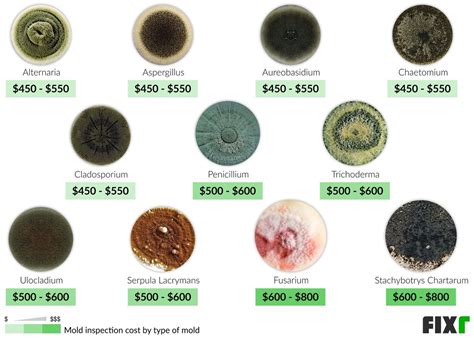 2022 Mold Inspection Cost | Mold Testing Cost