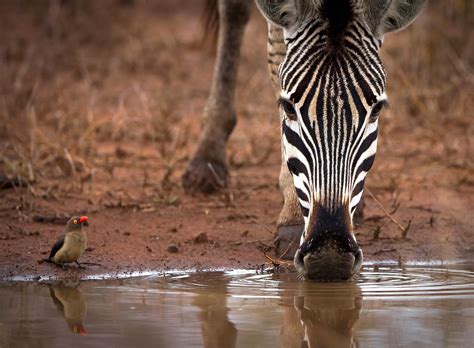 Oxpecker and Zebra, South Africa