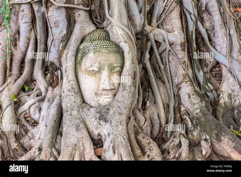 Buddha head in Ayutthaya, Thailand Stock Photo - Alamy