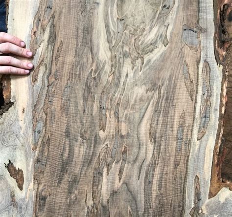 Tropical Exotic Hardwoods: Curly Ambrosia Maple slabs are here! (We are going to do our best to ...