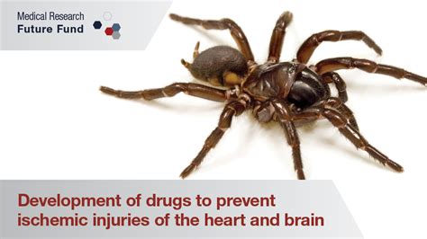 Funnel-web spider venom may provide a new drug for heart attacks ...