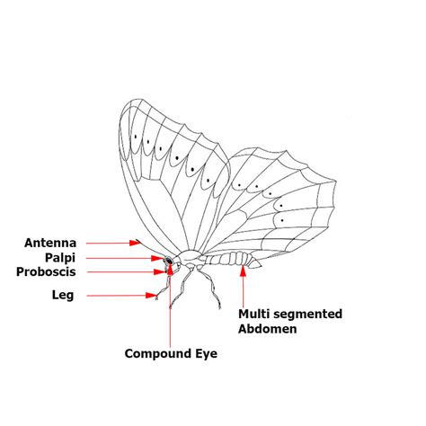 Butterflies of Singapore: Butterfly Anatomy