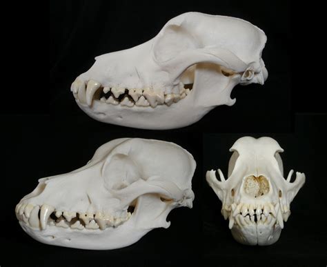 Any advise on identifying dog skull breed | Welcome to the Taxidermy.net Forum and Community!