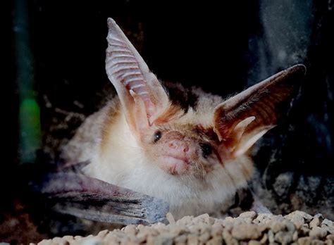 Bat Monitoring at Glen Canyon National Recreation Area (U.S. National ...