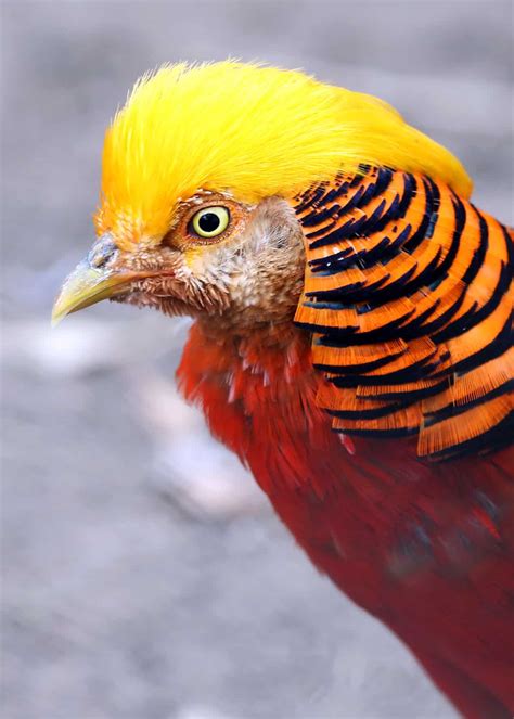 30 Golden Pheasant Facts: Get to Know This Glorified Chicken (Chrysolophus pictus) | JustBirding