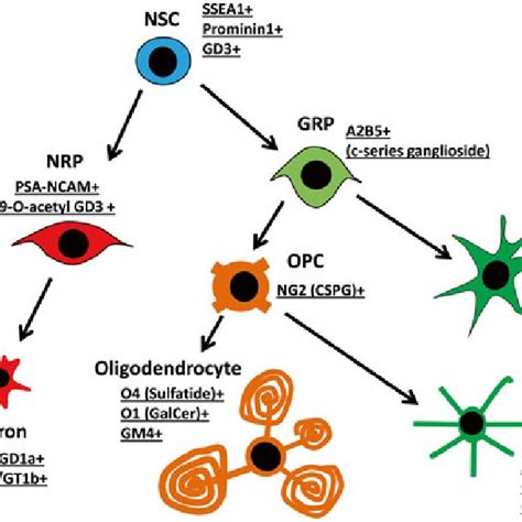 1 Occurrence of gangliosides carrying O-acetylated sialic acids ...