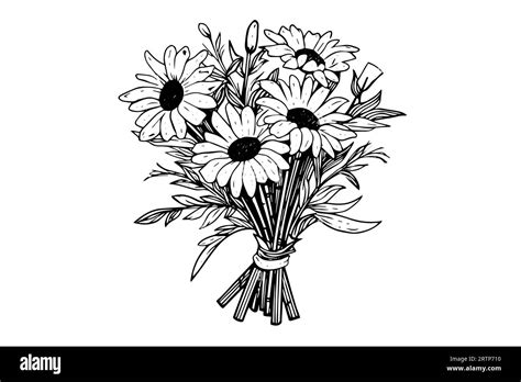 Hand drawn chamomile ink sketch. Daisy bouquet engraving vector ...