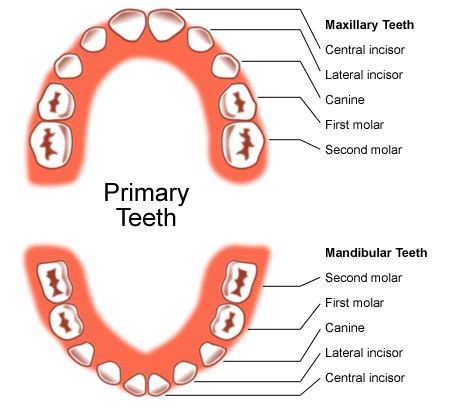 Primary teeth | Studio Dentaire