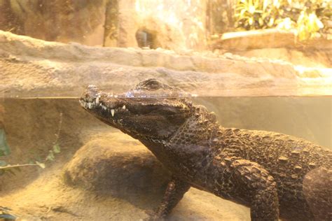 West African Dwarf Crocodile - Habitat Africa: The Forest - ZooChat